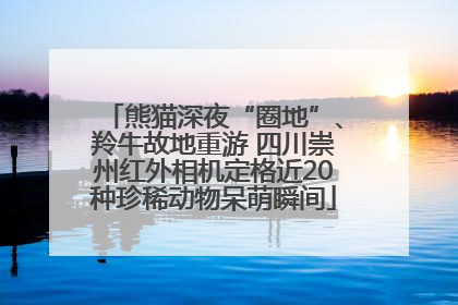 熊猫深夜“圈地”、羚牛故地重游 四川崇州红外相机定格近20种珍稀动物呆萌瞬间