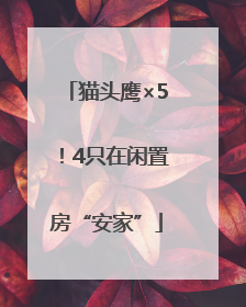 猫头鹰×5！4只在闲置房“安家”