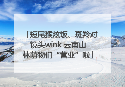 短尾猴炫饭、斑羚对镜头wink 云南山林萌物们“营业”啦