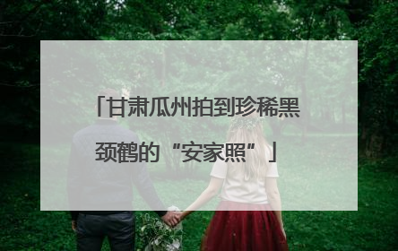 甘肃瓜州拍到珍稀黑颈鹤的“安家照”
