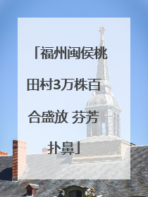 福州闽侯桃田村3万株百合盛放 芬芳扑鼻