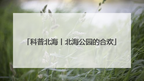 科普北海丨北海公园的合欢