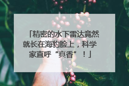 精密的水下雷达竟然就长在海豹脸上，科学家直呼“真香”！