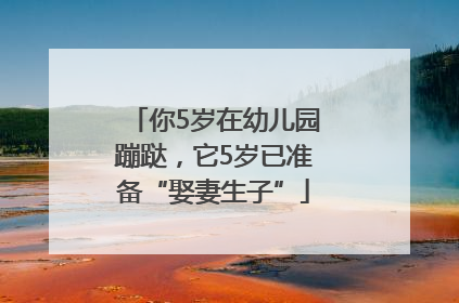 你5岁在幼儿园蹦跶，它5岁已准备“娶妻生子”