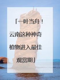 一叶当舟！云南这种神奇植物进入最佳观赏期