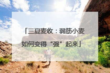 三夏麦收：弱筋小麦如何变得“强”起来