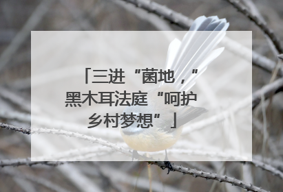 三进“菌地，”黑木耳法庭“呵护乡村梦想”