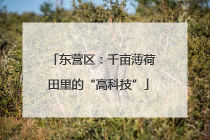 东营区：千亩薄荷田里的“高科技”