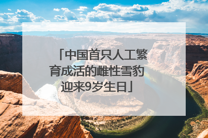 中国首只人工繁育成活的雌性雪豹迎来9岁生日