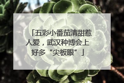 五彩小番茄清甜惹人爱，武汉种博会上好多“尖板眼”