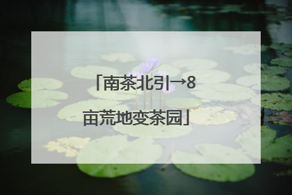 南茶北引→8亩荒地变茶园
