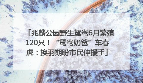 兆麟公园野生鸳鸯6月繁殖120只！“鸳鸯奶爸”车春虎：换羽期盼市民伸援手