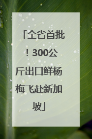 全省首批！300公斤出口鲜杨梅飞赴新加坡