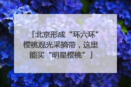 北京形成“环六环”樱桃观光采摘带，这里能买“明星樱桃”