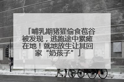 哺乳期猪獾偷食苞谷被发现，逃跑途中累瘫在地！就地放生让其回家“奶孩子”
