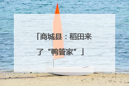 商城县：稻田来了“鸭管家”