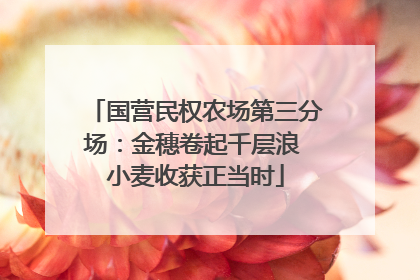 国营民权农场第三分场：金穗卷起千层浪 小麦收获正当时