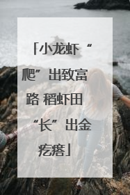 小龙虾“爬”出致富路 稻虾田“长”出金疙瘩
