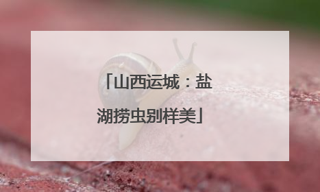 山西运城：盐湖捞虫别样美