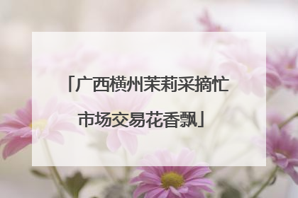 广西横州茉莉采摘忙 市场交易花香飘