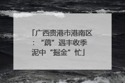 广西贵港市港南区：“藕”遇丰收季 泥中“掘金”忙