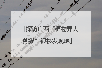 探访广西“植物界大熊猫”银杉发现地
