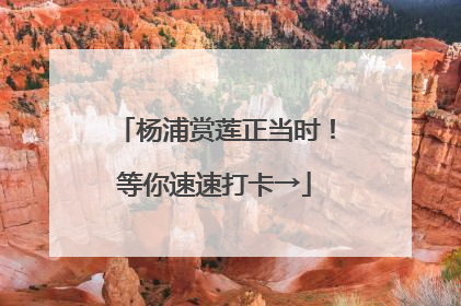 杨浦赏莲正当时！等你速速打卡→