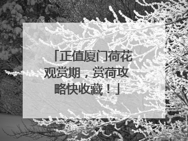 正值厦门荷花观赏期，赏荷攻略快收藏！