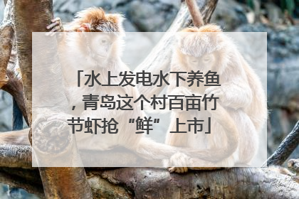 水上发电水下养鱼，青岛这个村百亩竹节虾抢“鲜”上市