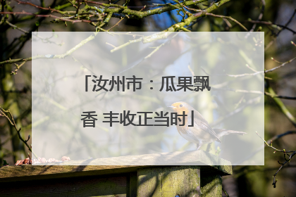 汝州市：瓜果飘香 丰收正当时