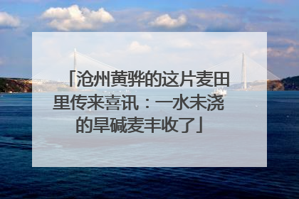 沧州黄骅的这片麦田里传来喜讯：一水未浇的旱碱麦丰收了