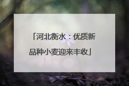 河北衡水：优质新品种小麦迎来丰收