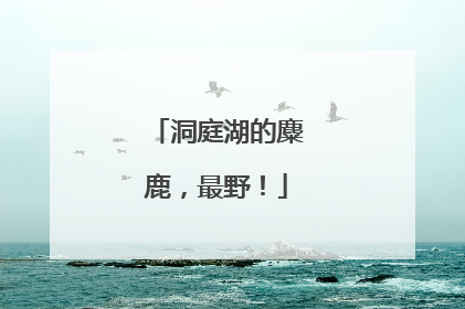 洞庭湖的麋鹿，最野！