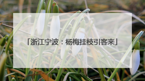 浙江宁波：杨梅挂枝引客来