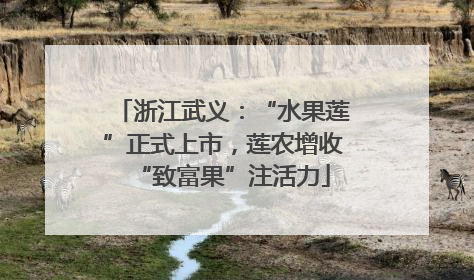 浙江武义：“水果莲”正式上市，莲农增收“致富果”注活力