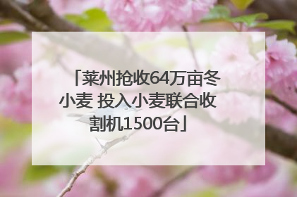 莱州抢收64万亩冬小麦 投入小麦联合收割机1500台