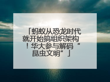 蚂蚁从恐龙时代就开始搞组织架构！华大参与解码“昆虫文明”