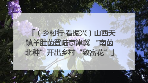 （乡村行·看振兴）山西天镇羊肚菌登陆京津冀 “南菌北种”开出乡村“致富花”