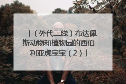 （外代二线）布达佩斯动物和植物园的西伯利亚虎宝宝（2）