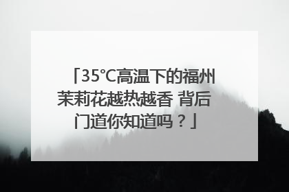 35℃高温下的福州茉莉花越热越香 背后门道你知道吗？